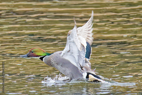 Konstfotografi 着水するヨシガモ(Falcated Duck)雄