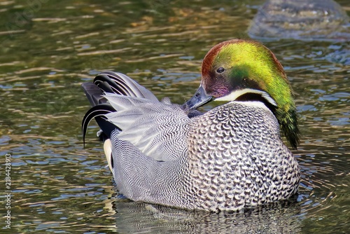 Bild auf Leinwand 丁寧に羽繕いをするヨシガモ(Falcated Duck)雄