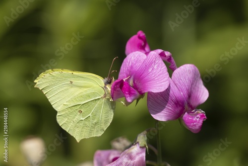Common brimstone (Gonepteryx rhamni) butterfly adult feeding on a Sweetpea flower in a garden, Norfolk, England, United Kingdom