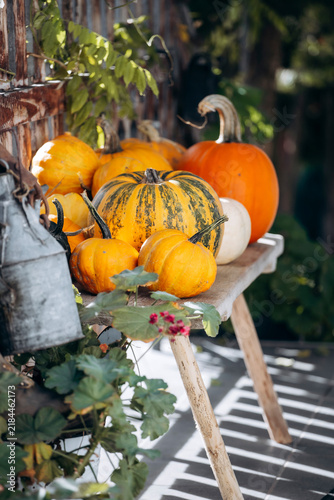 A bench with assorted pumpkins