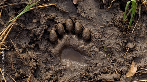 gait. Animal footprints in muddy ground after rainfall with wet soil and morning light. wildlife magazines, conservation campaigns, designed for eco-tourism storytelling, used by teachers.