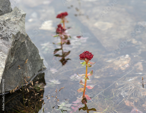 Foto Ledge stonecrop Rhodiola integrifolia growing in shallow water near rocky shore
