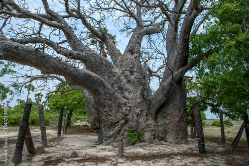 Foto A baobab tree believed to be around 500 years old on Delft Island in the Jaffna region of northern Sri Lanka