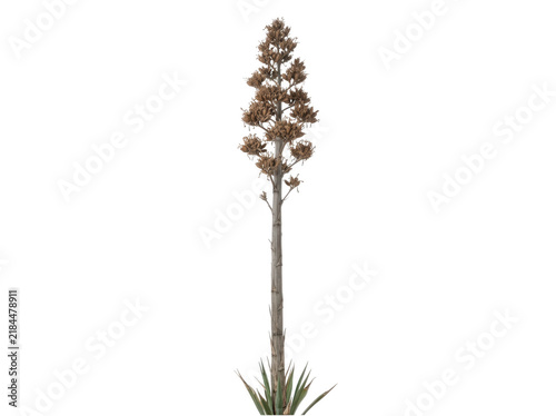Tall dried yucca flower stalk isolated on transparent background for minimalist desert landscape graphic elements