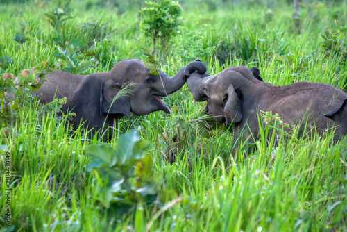 Cuadro en lienzo Wild elephants play in lush vegetation adjacent to the road near Habarana in central Sri Lanka
