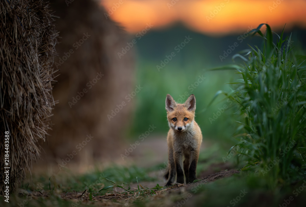 Fototapeta premium Cute young red fox ( Vulpes vulpes )