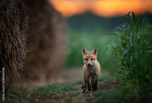 Foto Cute young red fox ( Vulpes vulpes )