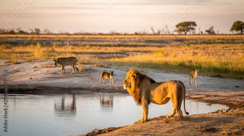 waterhole. A lion stands by a water source as other animals watch from afar during golden hour. wildlife magazines, conservation campaigns, designed for eco-tourism storytelling.