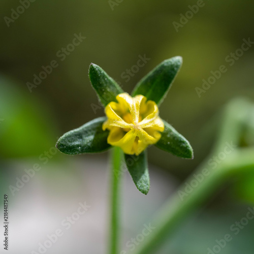 トマトの花