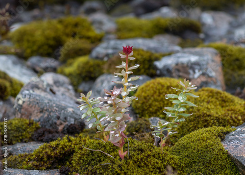 Fotografía Ledge stonecrop Rhodiola integrifolia plant with water drops growing on mossy ground