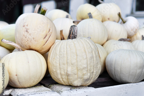 Принти на полотні Large cream white colored pumpkins at market