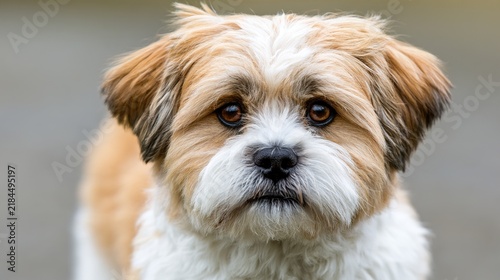 terrier. Close-up portrait of a Tibetan terrier with fluffy fur and soft natural lighting. wildlife magazines, conservation campaigns, designed for eco-tourism storytelling, celebrates biodiversity.