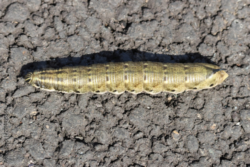 Bild auf Leinwand A rare Convolvulus Hawk-moth Caterpillar, Agrius convolvuli, crossing a road