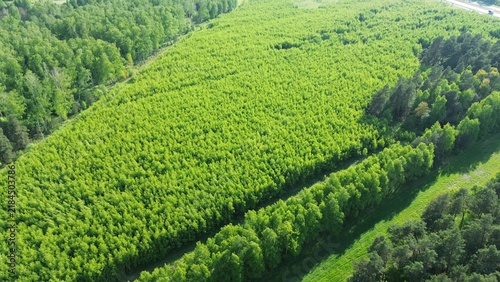 Obraz na plátně Aerial view of afforestation tree nursery