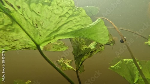 Green lotus leaves slowly sway underwater near the muddy brown surface of the pond, the camera zooms in, the thin stems move, and under the floating leaves there are snails