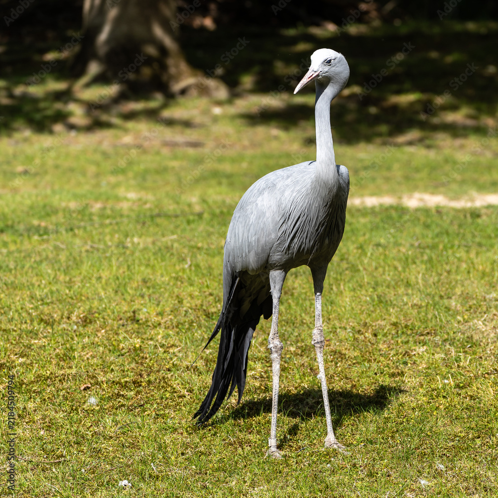 Obraz premium The Blue Crane, Grus paradisea, is an endangered bird