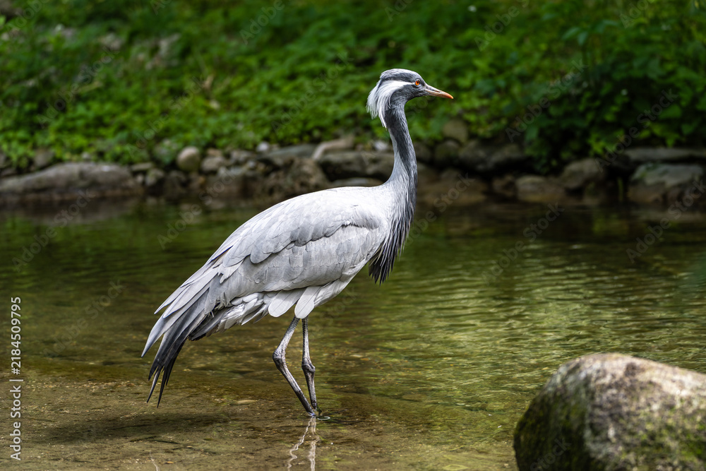 Obraz premium The Blue Crane, Grus paradisea, is an endangered bird