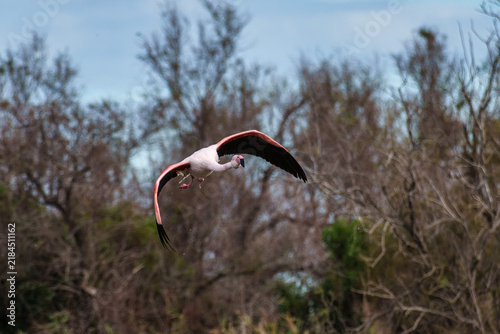 Foto Flying Greater Flamingo, Phoenicopterus roseus in the Ornithological park of Pon