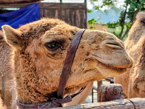 Cuadro en lienzo portrait of a camel