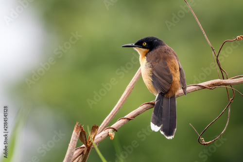 black-capped donacobius - Donacobius atricapilla, beautiful colored perching bird native to wetlands accross South America, Pantanal, Brazil.
