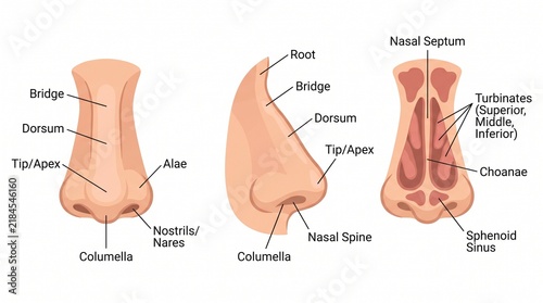 Anatomical Diagram Of Human Nose Structure And Nasal Cavity Labels