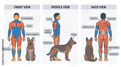 Anatomical Human Body and Dog Comparison Chart Showing Muscle Groups in Flat Graphic Design
