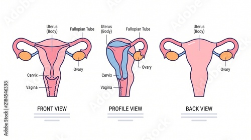 Medical Illustration Showing Human Female Reproductive System Anatomical Views