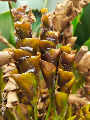 Картината върху платно Close-up of withered plant bracts infected with white mold or mealybugs