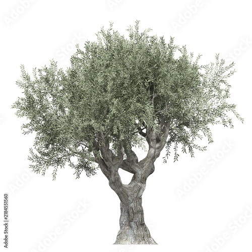 deciduous tree, isolate on a transparent background, 3d illustration