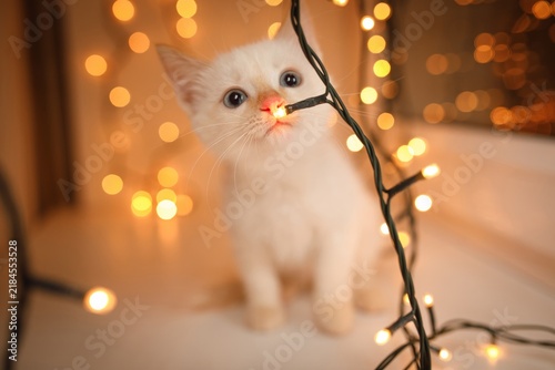 Fotografía White kitten sniffs glowing bulb on string lights, wide blue eyes gaze at camera