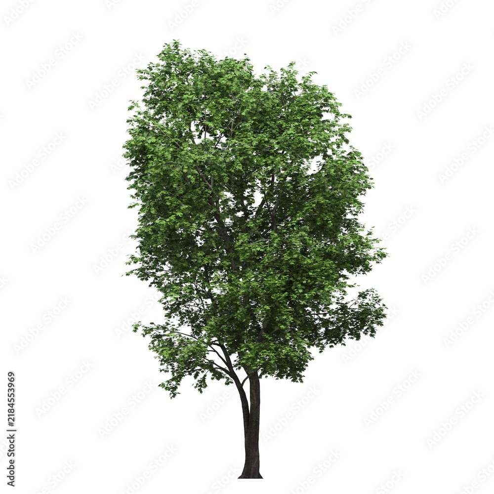 Obraz premium deciduous tree, isolated on white background, 3D illustration, cg render