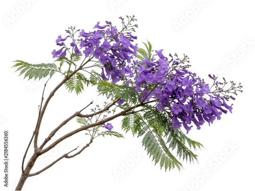 Jacaranda tree branch with vibrant purple trumpet-shaped flowers isolated on a clean transparent background