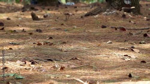 Low angle view of dry pine needles, pinecones, and leaves on a forest floor with moving sunlight and blurred pine trees in the background.