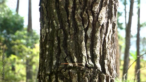 Tilt up close up of detailed pine tree bark texture in the center with blurred forest background in bright daylight.