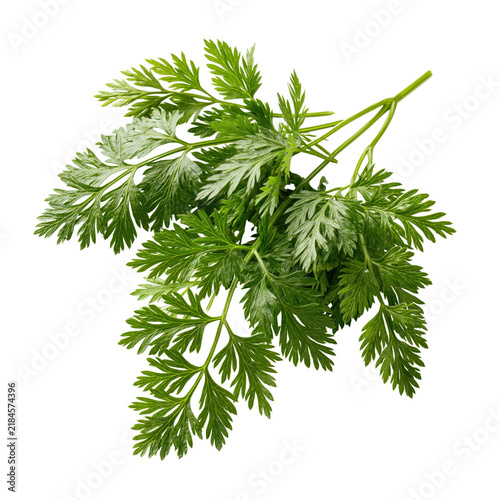 Top halm leaves isolated on white background from  used for cooking and garnishing dishes