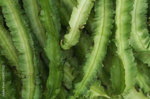 Many winged bean pods as background	