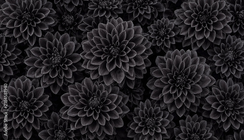 Beautiful dark black dahlia flowers pattern background