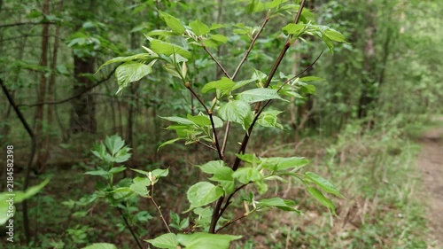 Delicate forest sapling bends gently beside narrow trail, showing bright new leaves and thin stems in soft focus. Peaceful woodland growth suggests spring, with young plant framed against deep trees
