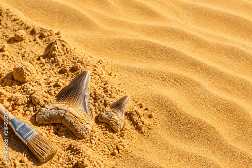 Fossilized shark teeth in desert sand with excavation brush, close-up, archaeology concept