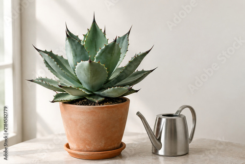 Green agave plant in terracotta pot with steel watering can, home gardening plant care concept