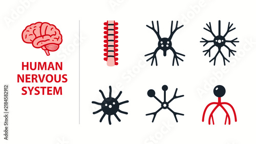 Set of icons representing the human nervous system with brain and neurons.