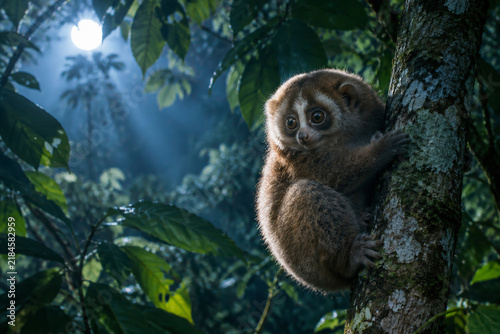 Moonlight through jungle canopy illuminates a small potto on a tree trunk.