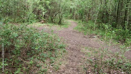 Empty woodland path curves through leafy forest, showing dirt trail, tall trees, and thick undergrowth in peaceful daylight. Calm forest trail stays clear and open for hiking or nature walks