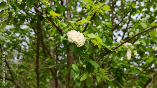 Flowering branch carries white blooms and buds against blurred woodland greenery, with close up nature detail and gentle spring style. Blossom cluster remains calm as fresh leaves stretch outward