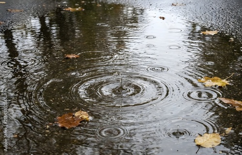 Autumn raindrops creating concentric ripples in a puddle with fallen leaves and reflective forest scenery