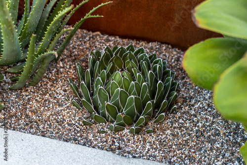 Foto Queen Victoria agave in garden