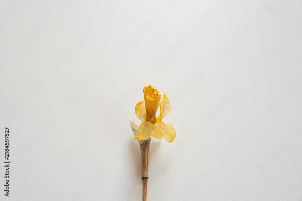 Obraz premium Delicate Single Dried Yellow Daffodil Flower Centered On Light Neutral Background With Negative Space