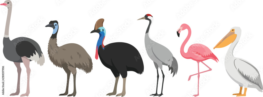 Fototapeta premium A collection of various exotic birds including an ostrich emu cassowary crane flamingo and pelican.