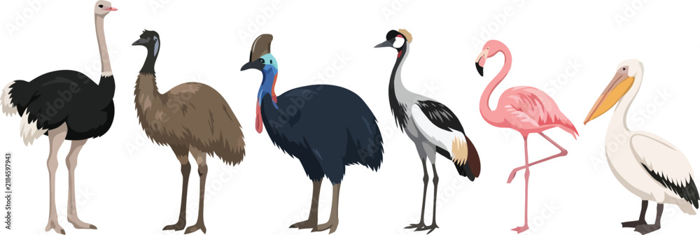 Fototapeta premium A collection of various exotic birds including ostriches emus and flamingos.