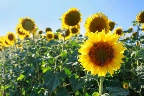 Beautiful field of sunflowers in  the countryside.